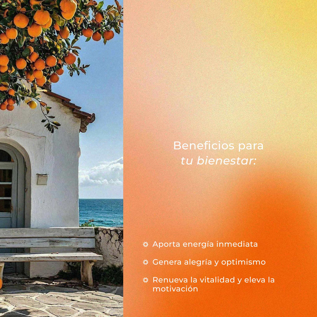 Citrus Bloom
