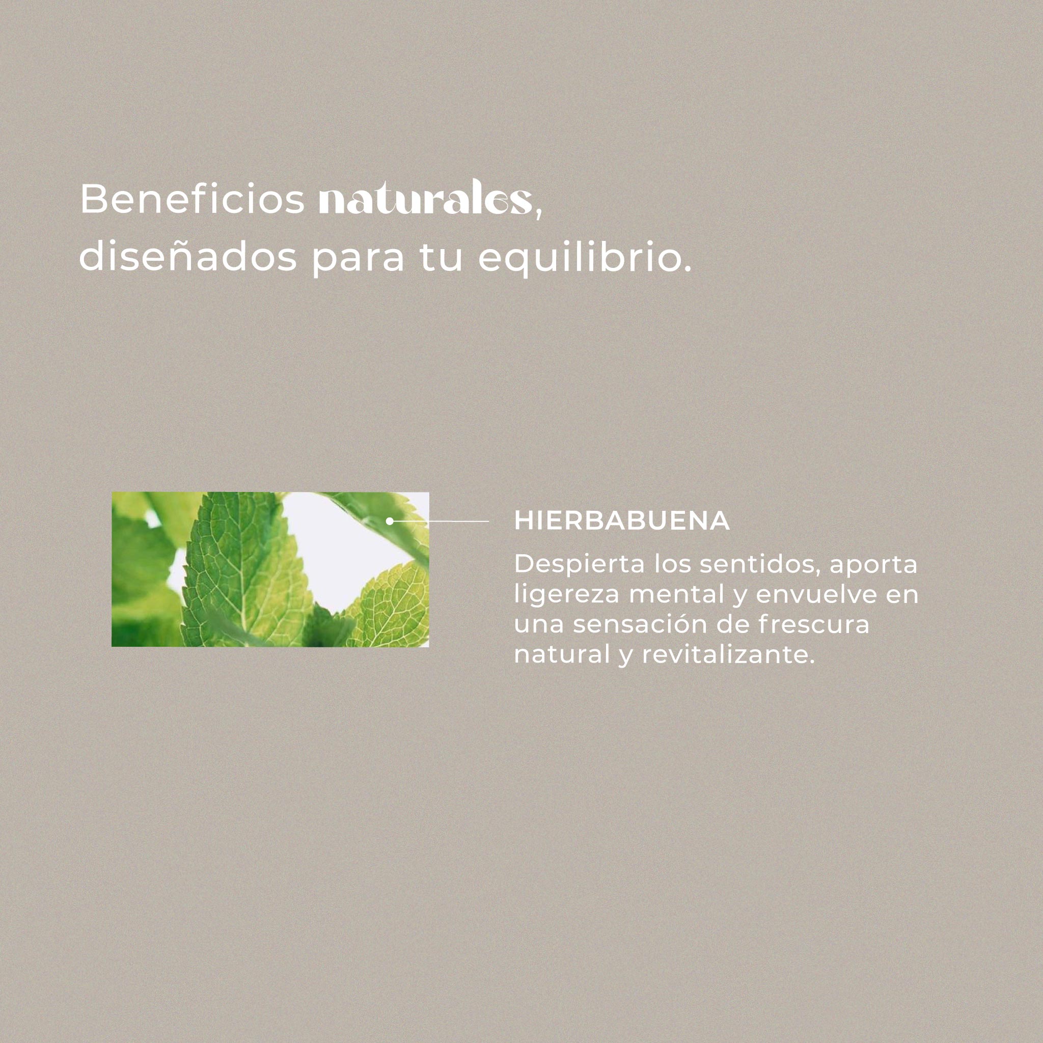 Hierbabuena