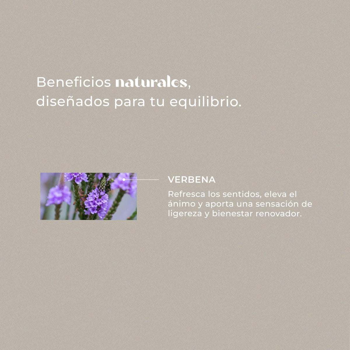 Verbena