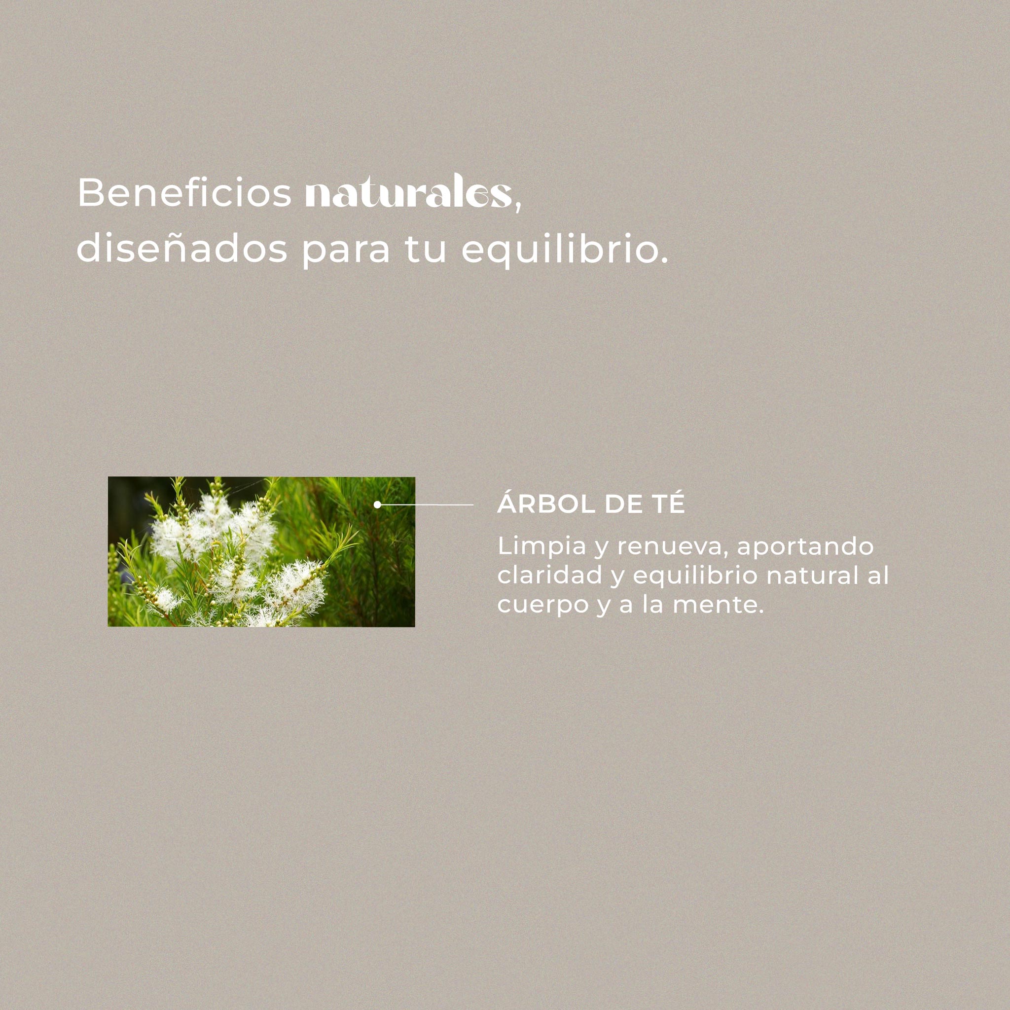 Árbol de té
