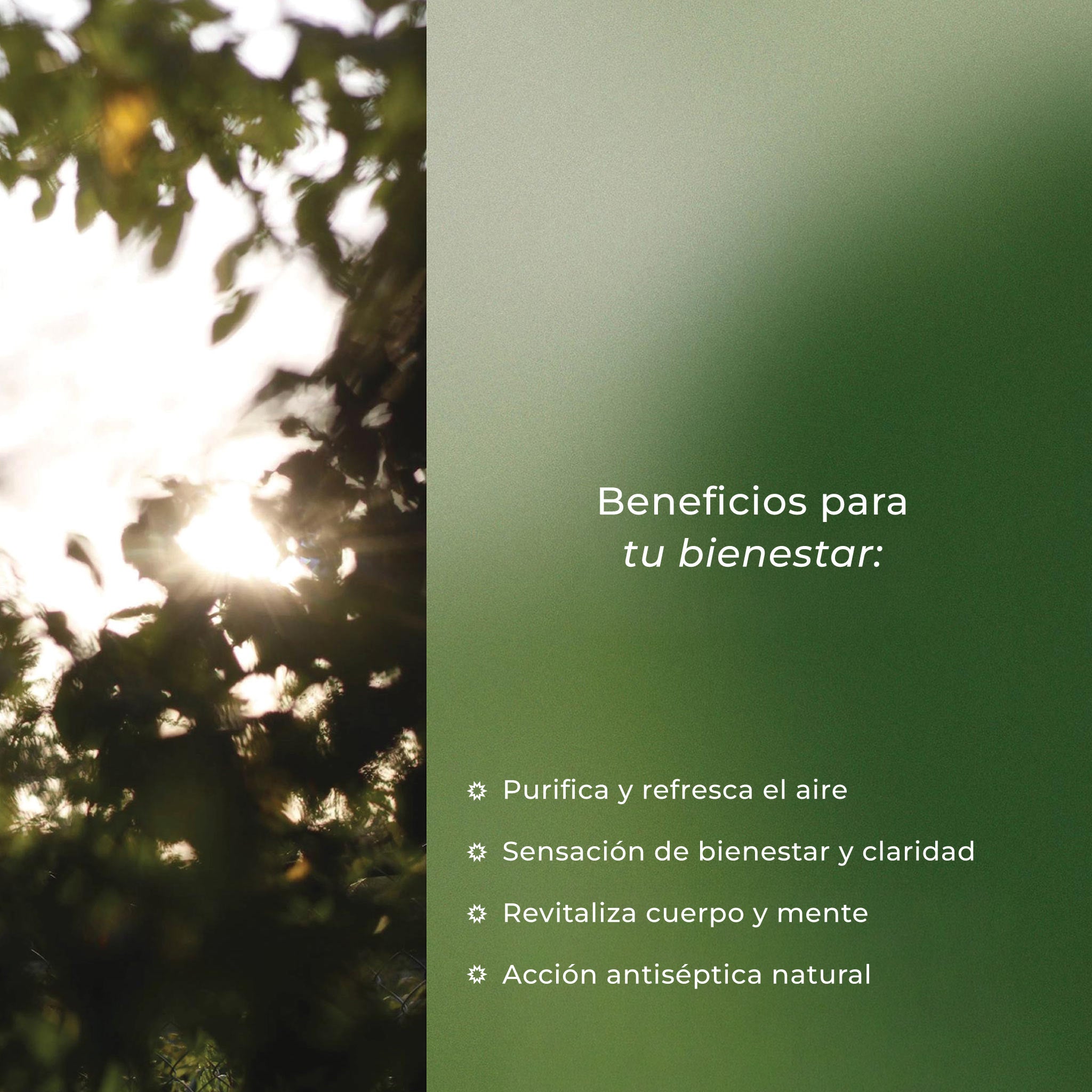 Árbol de té