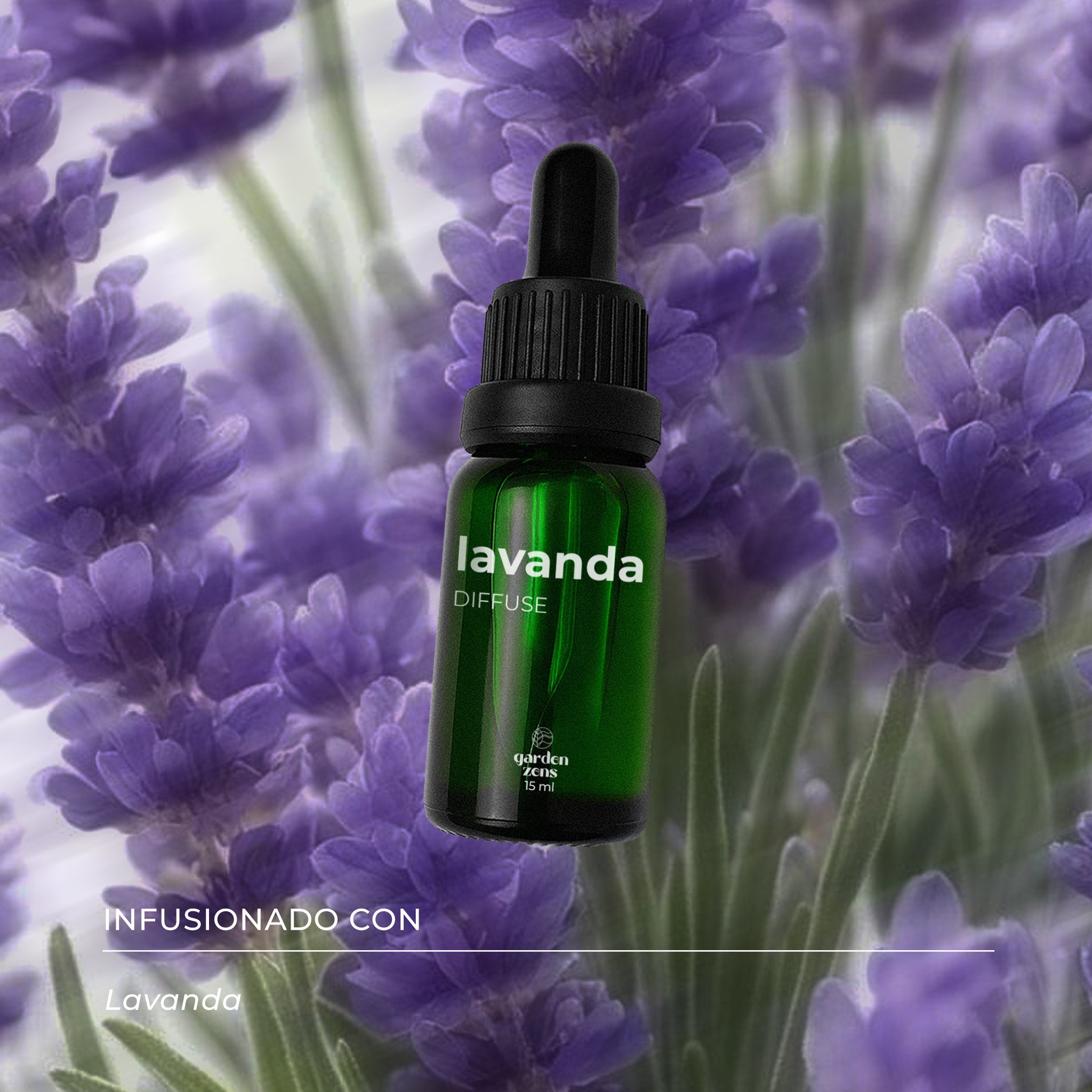 Lavanda