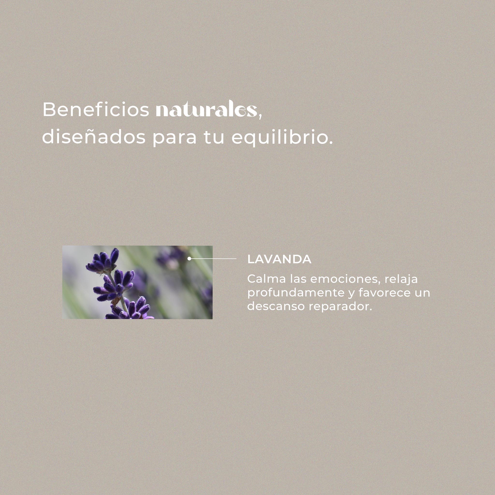 Lavanda