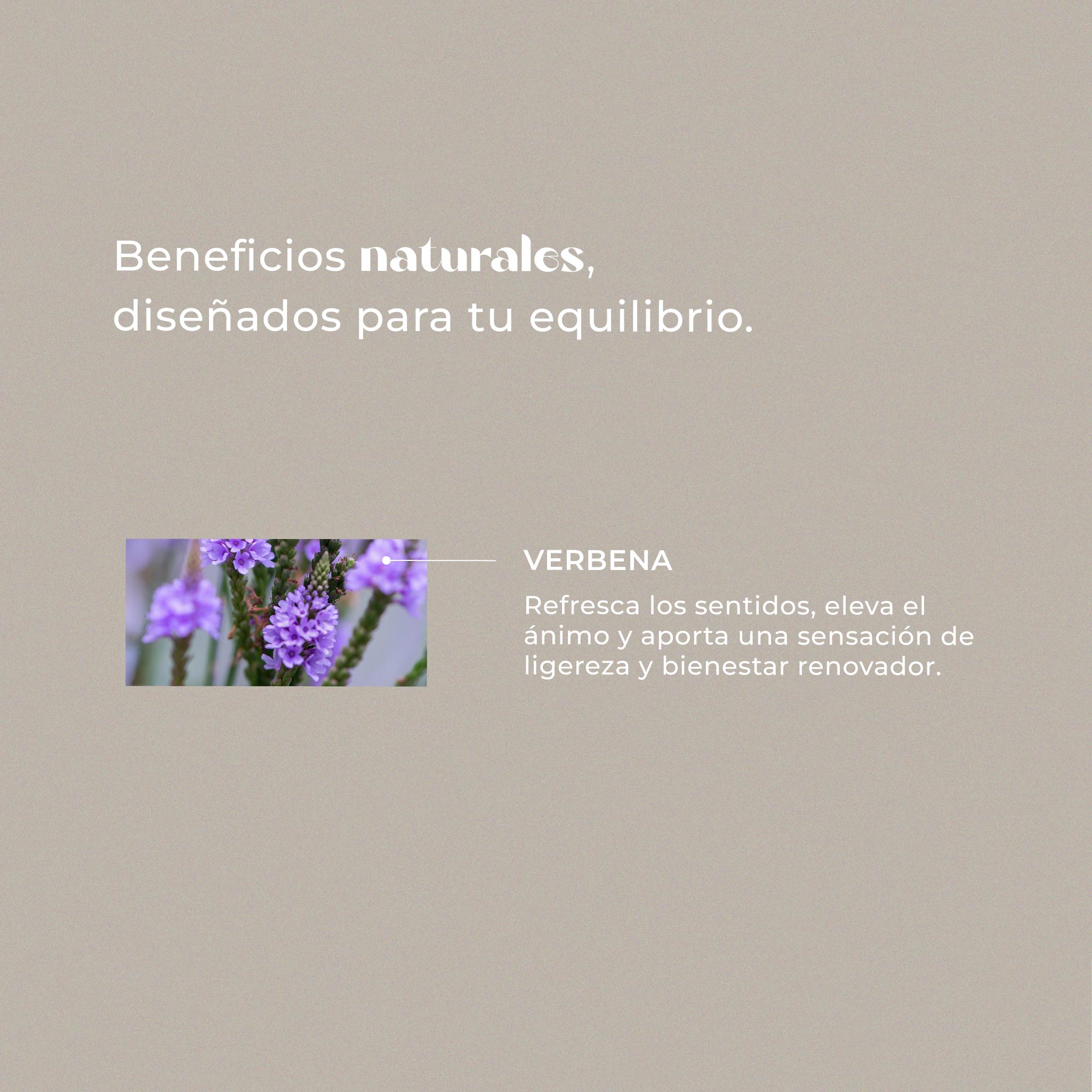 Verbena